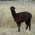 430 alpaca - dark brown
